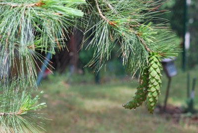 Pinus ayacahuite - borovice mexická - šišky